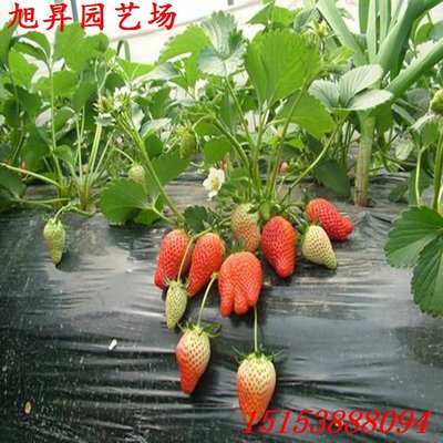 牡丹江自产自销草莓苗新品种